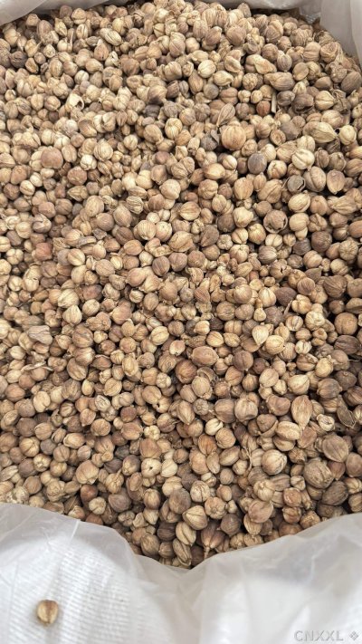spice_338_b55da9fc_3.jpg