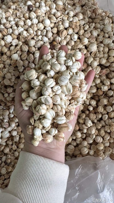 spice_349_1ea76fdd_1.jpg