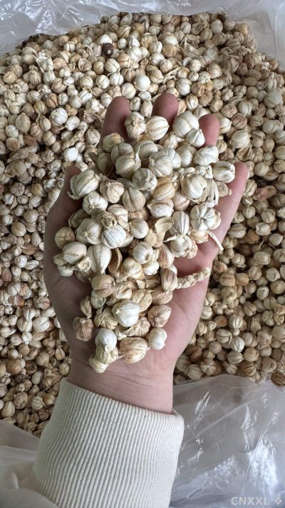spice_349_1f0809cf_2.jpg