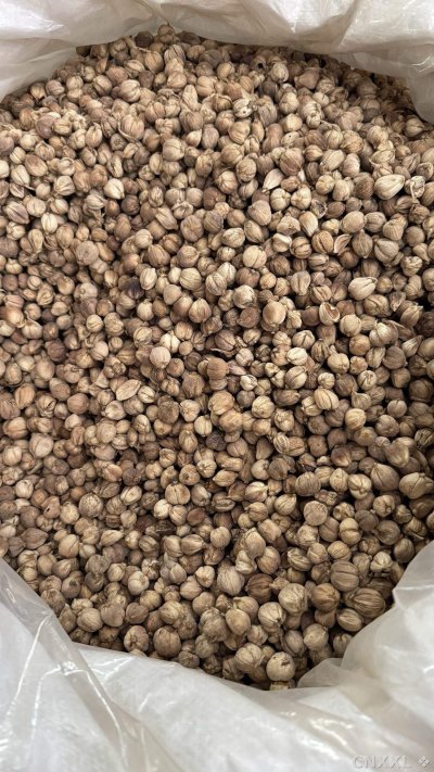 spice_355_96b1aa9f_3.jpg