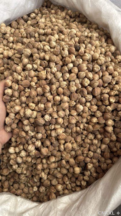 spice_357_0bbdc18b_3.jpg