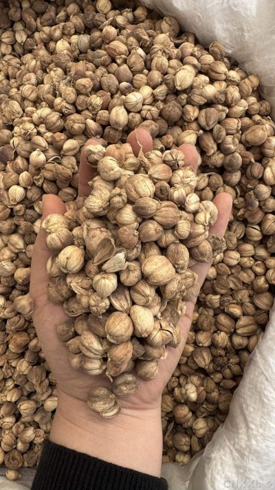 spice_358_40739cdf_1.jpg