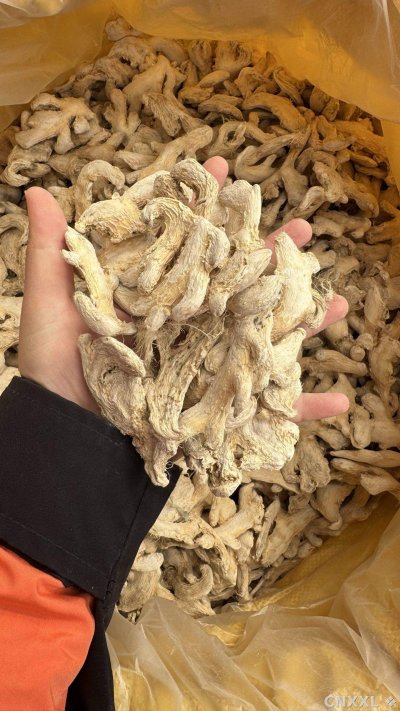 spice_365_3ce054ff_1.jpg