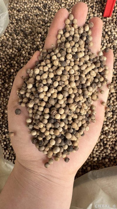 spice_52_a36ecffd_1.jpg