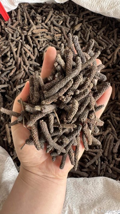 spice_53_6ad3a2e9_2.jpg