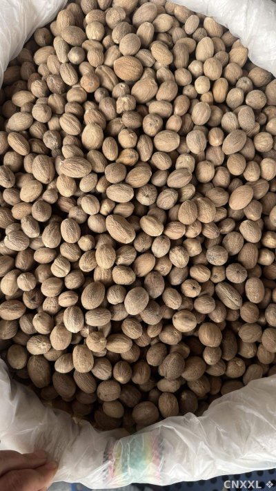 spice_5_2085d592_3.jpg