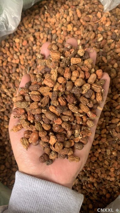 spice_63_78eefad3_2.jpg