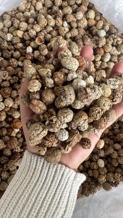 spice_65_b8c63316_2.jpg