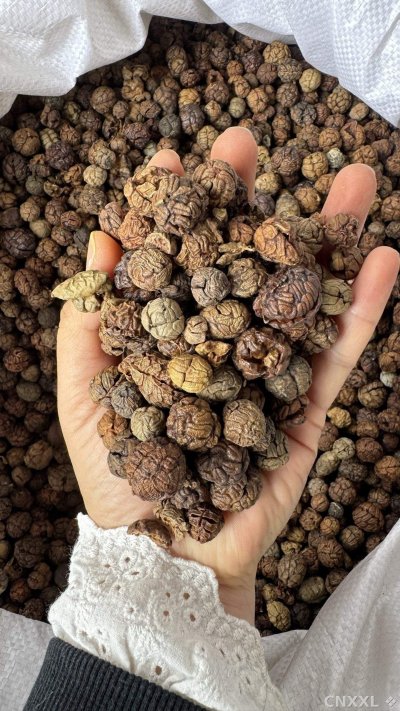 spice_66_6726d85f_2.jpg