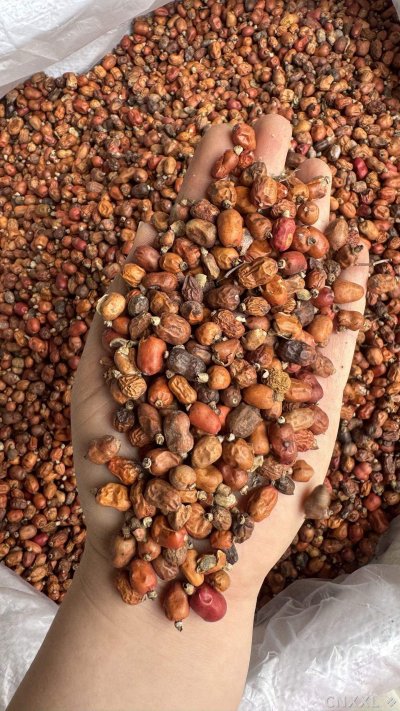 spice_71_a2d46e95_1.jpg