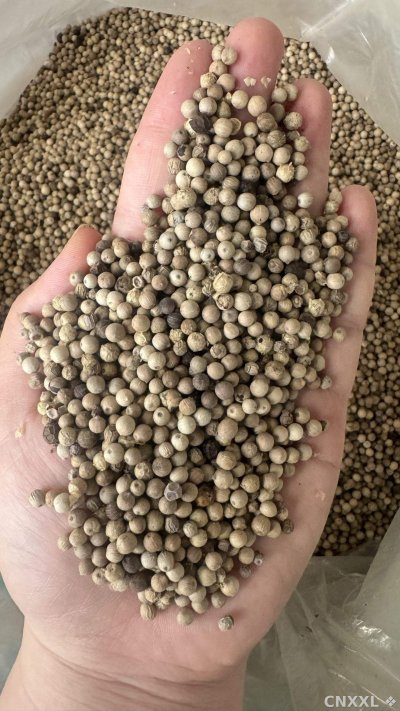 spice_8358_72f5bae7_2.jpg