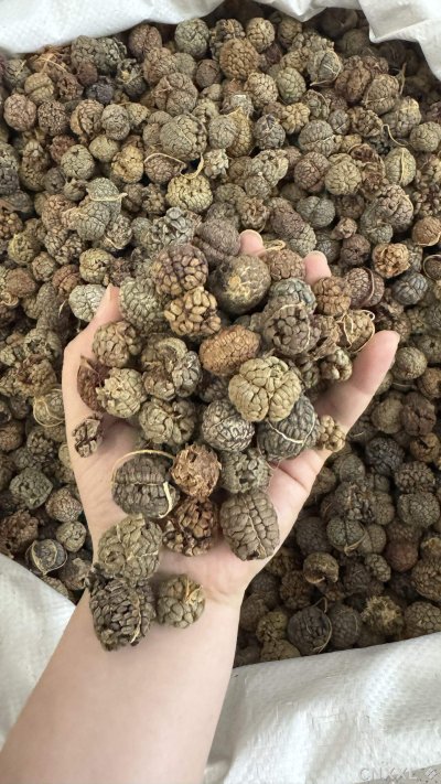 spice_85_1c7c85b7_1.jpg