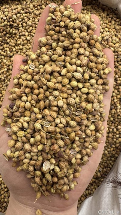 spice_8712_58ba49e0_2.jpg