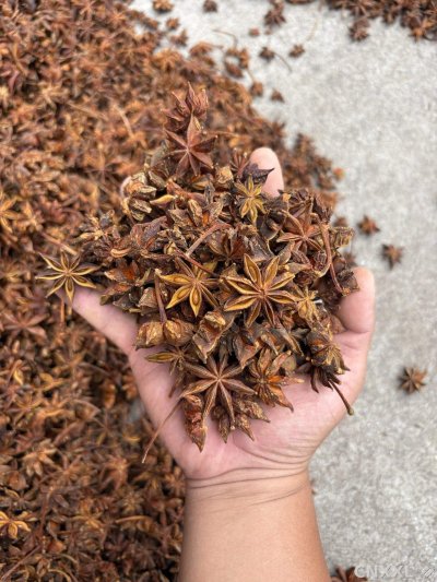 spice_8923_c480f6ad_1.jpg
