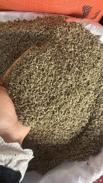 spice_89_5603ae04_3.jpg