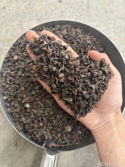 spice_9000_6e50df6b_2.jpg
