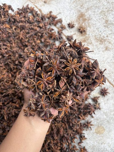 spice_9624_de002f0c_2.jpg