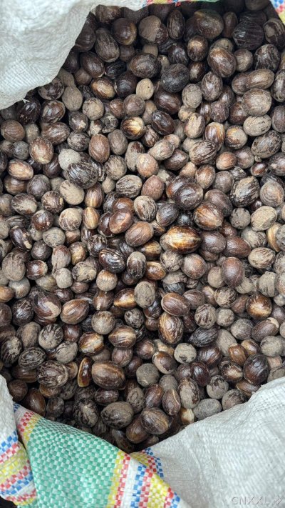 spice_10070_b1a4af69_3.jpg