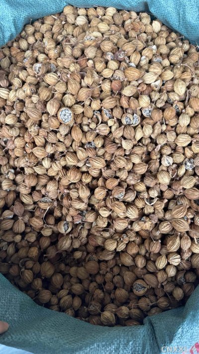 spice_10109_2b4bfebe_3.jpg