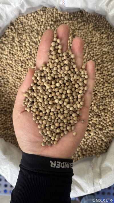 spice_10111_b8fd1fa4_2.jpg