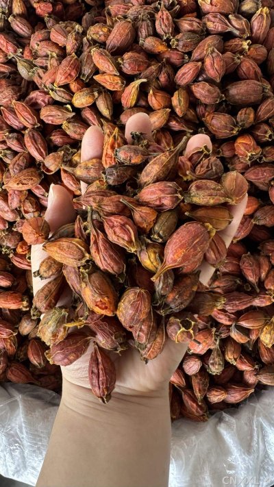 spice_10145_4d19bf0e_2.jpg