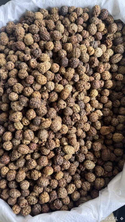 spice_10147_8a8cc121_3.jpg