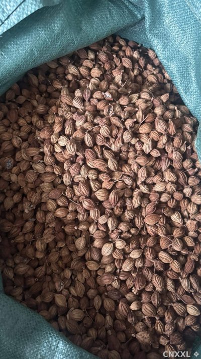 spice_10294_cbec74b1_3.jpg