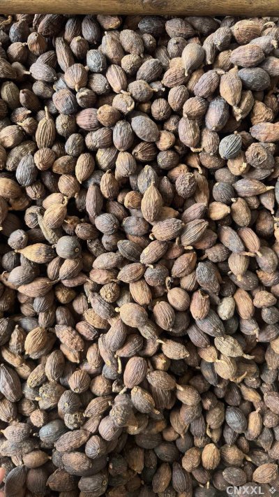 spice_1052641_8b19d7c5_3.jpg