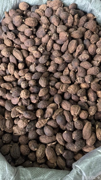 spice_10693_95c7dbde_3.jpg