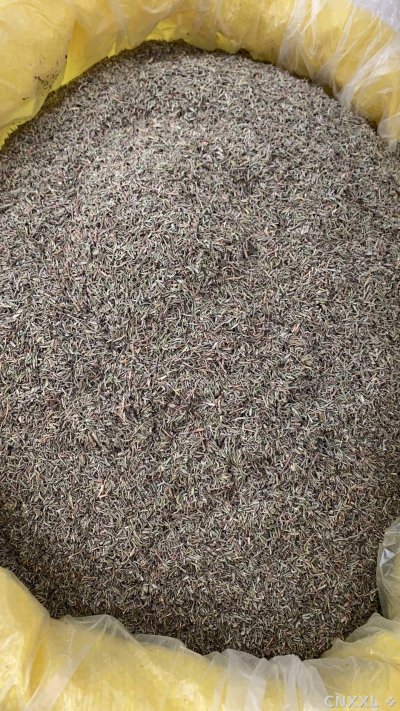 spice_10747_e5b6e221_3.jpg