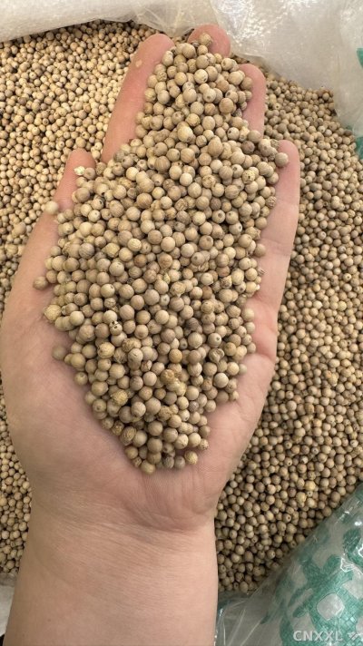 spice_10838_04233e93_1.jpg