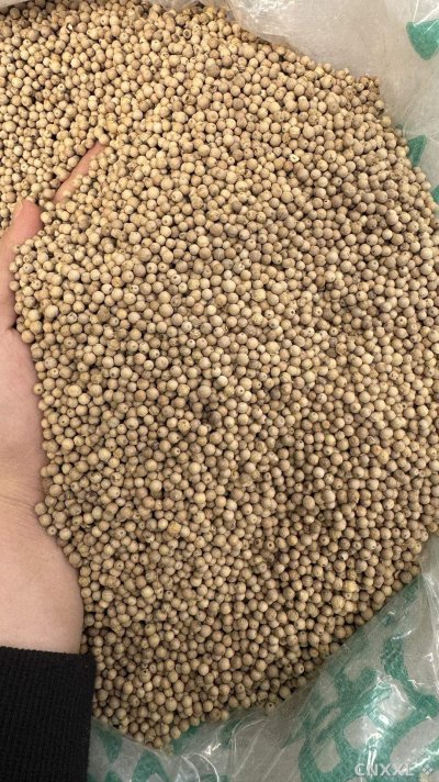 spice_10838_cb3d4305_3.jpg