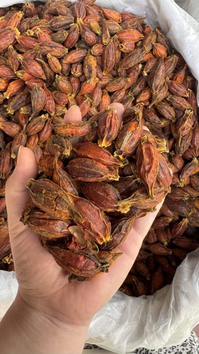spice_1095163_15f68823_1.jpg