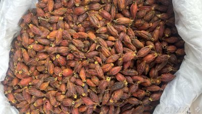 spice_1095163_c843a638_3.jpg