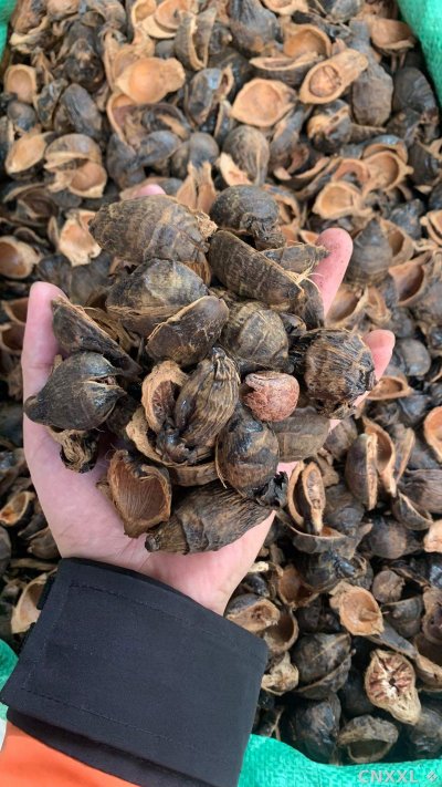 spice_11190_c1e2e49e_1.jpg