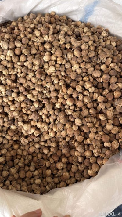 spice_11259_3b276053_3.jpg