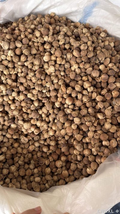 spice_11259_6616b66f_2.jpg