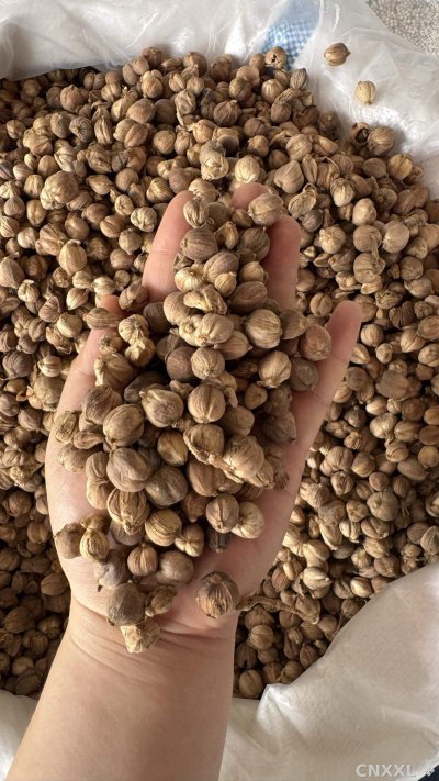 spice_11260_9c8fc6e5_1.jpg