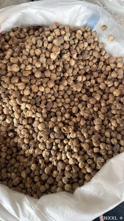 spice_11260_d2cf060b_3.jpg