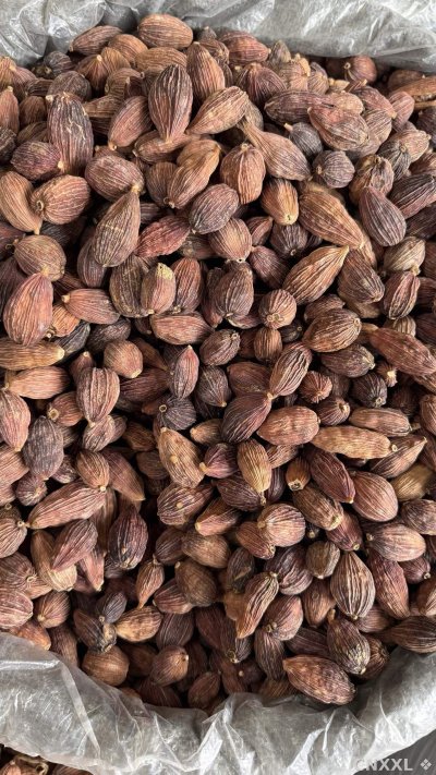 spice_11319_25a6c1e2_3.jpg