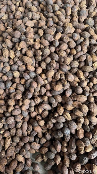 spice_11320_2a2e3789_3.jpg
