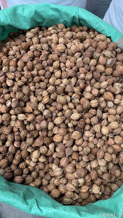 spice_1152285_63c941bc_3.jpg