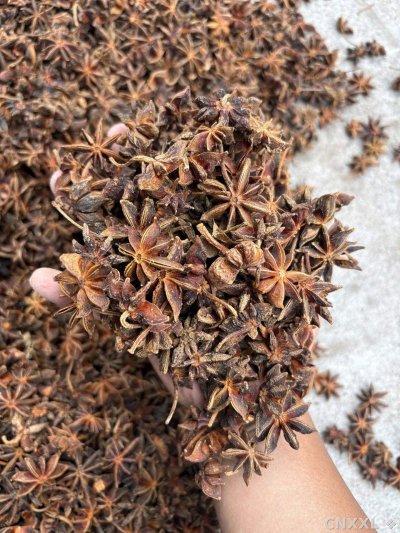 spice_11819_3d6e2e62_1.jpg