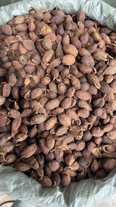 spice_11953_c780d6a8_2.jpg