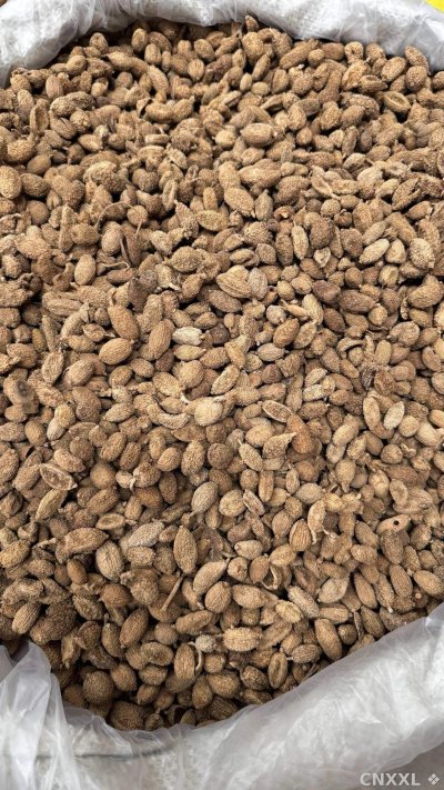 spice_11954_27c27a3f_3.jpg