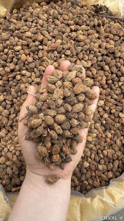 spice_11957_fa91d36e_2.jpg
