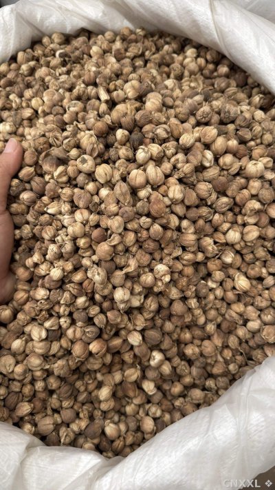 spice_11958_fec02004_3.jpg