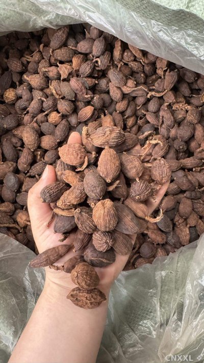 spice_11960_74d77f82_2.jpg