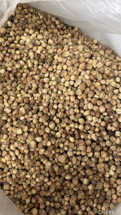 spice_11986_a4ef9c0c_3.jpg