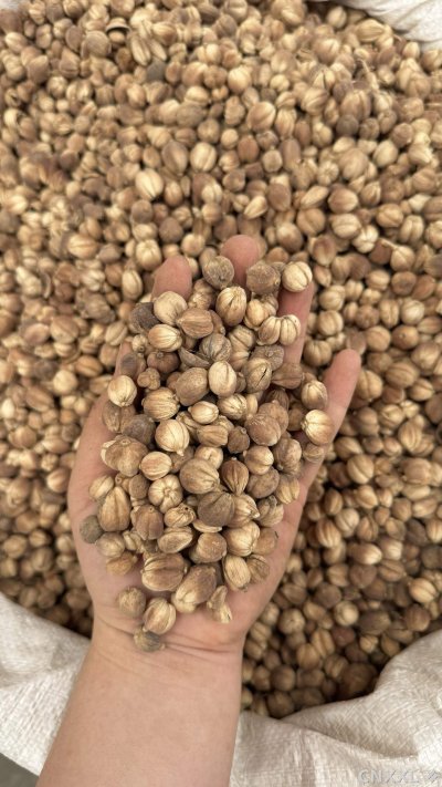 spice_11988_040e87dc_2.jpg